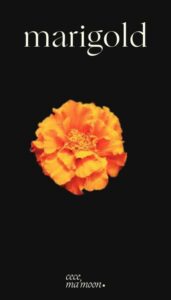 Marigold by Tasnim Elmamoun