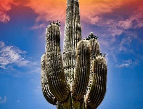 Cactus Dreams by Frank C. Senia